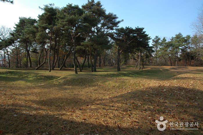 부여의 연꽃이 잔잔한 백제투어