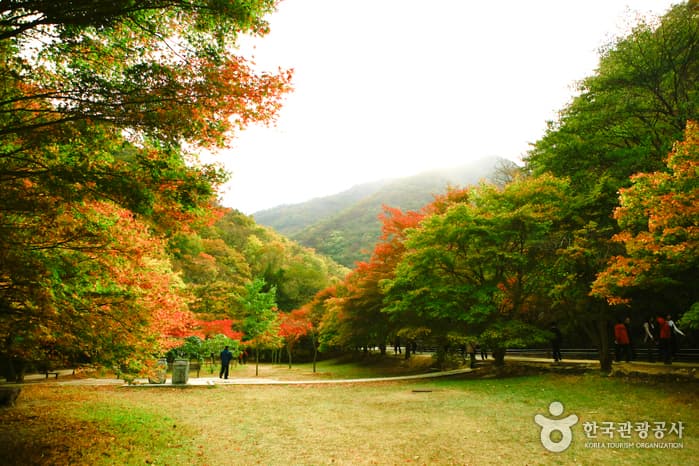 내장산의 단풍과 동학혁명의 뜨거운 열망이 타는 정읍