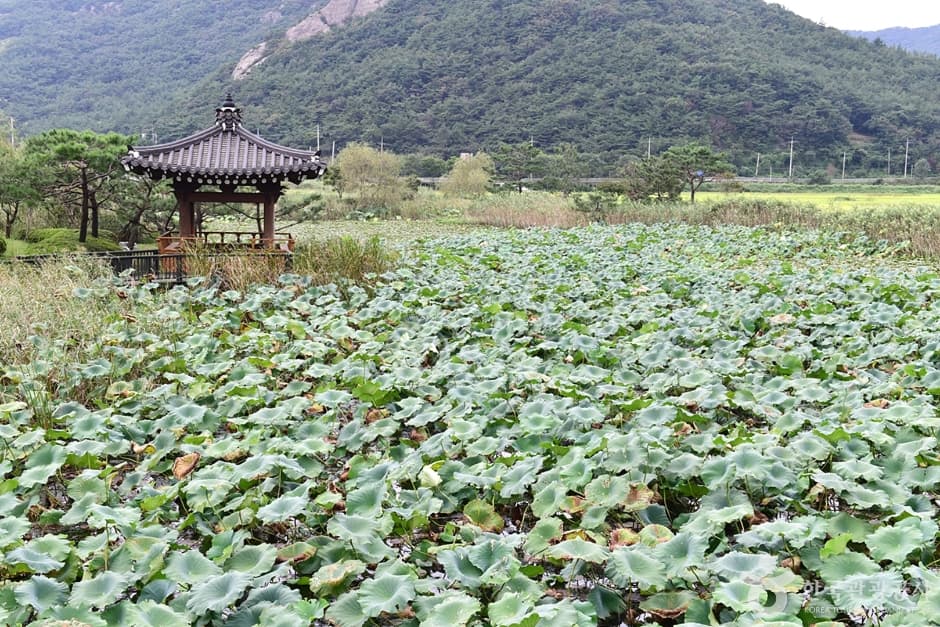 보은강 연꽃방죽