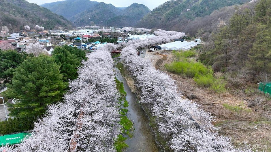 귀여리 벚꽃길