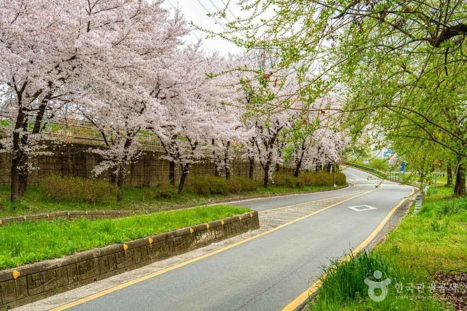 광주천 벚꽃길